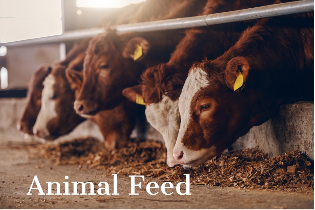 Animal feed
